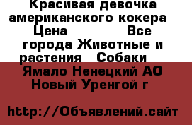 Красивая девочка американского кокера › Цена ­ 35 000 - Все города Животные и растения » Собаки   . Ямало-Ненецкий АО,Новый Уренгой г.